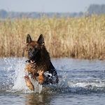 Pastor en el agua